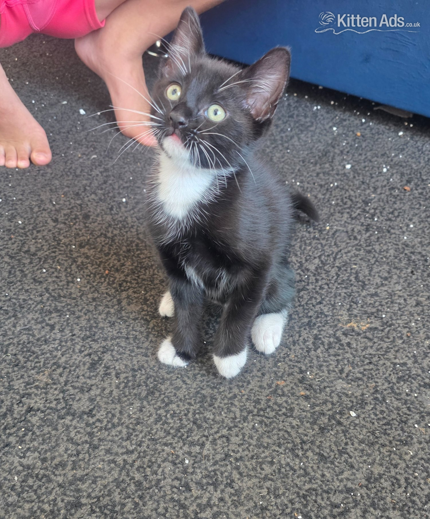 Kittens looking for new homes  - British Shorthair