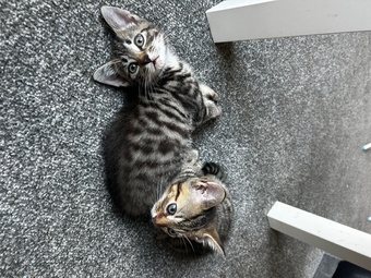 Only 2 kittens left 
