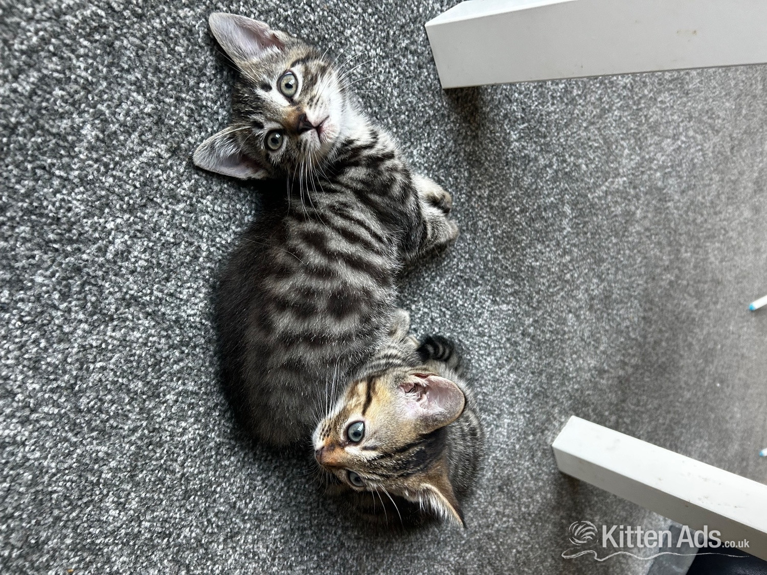 Only 2 kittens left  in {LOCATION}