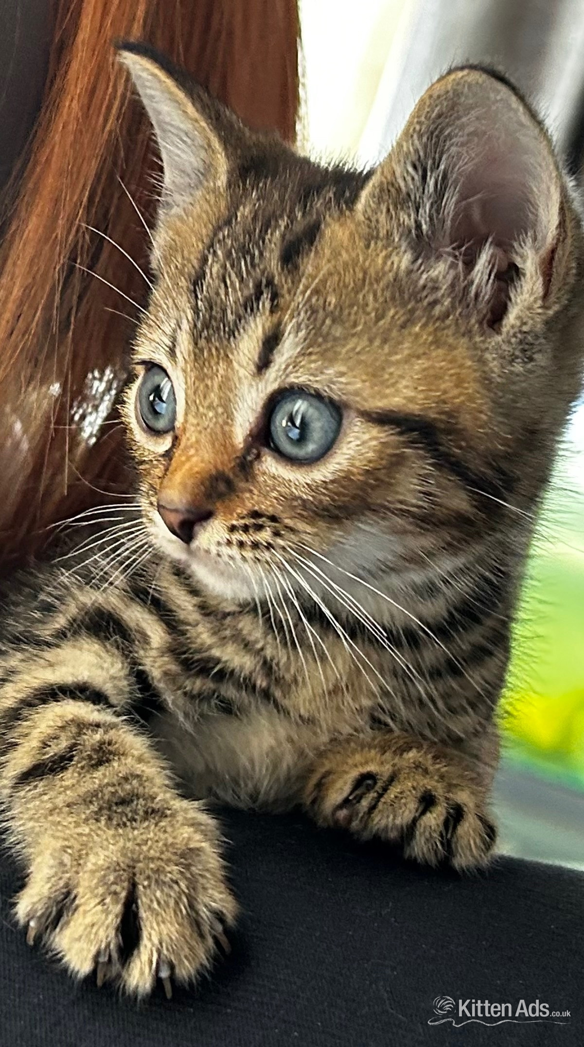 Stunning loving  kittens  in {LOCATION}