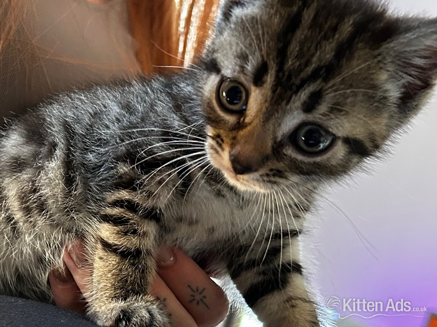 Maine Coon Cats and Kittens