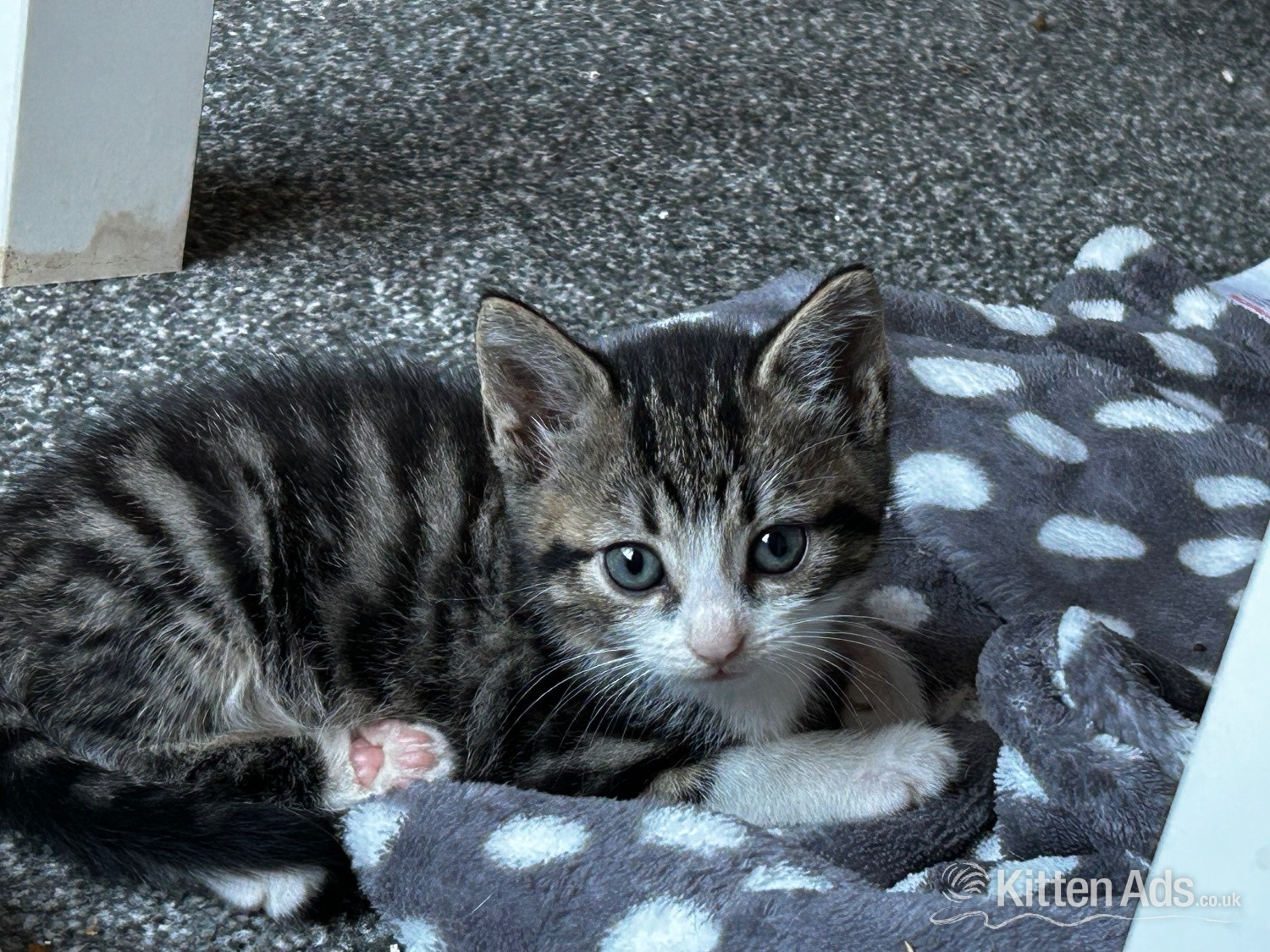  Cats and Kittens