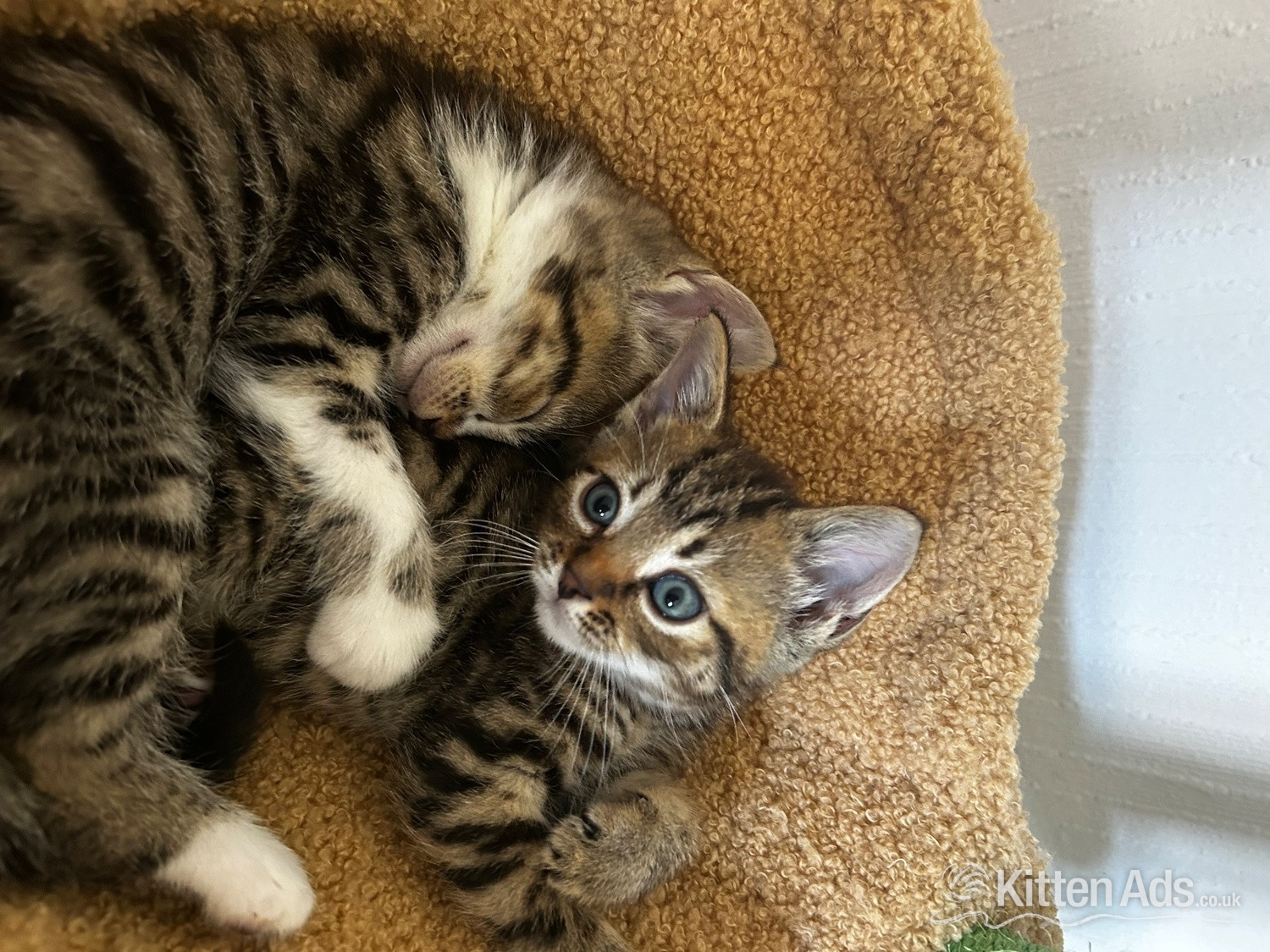  - Stunning loving  kittens 
