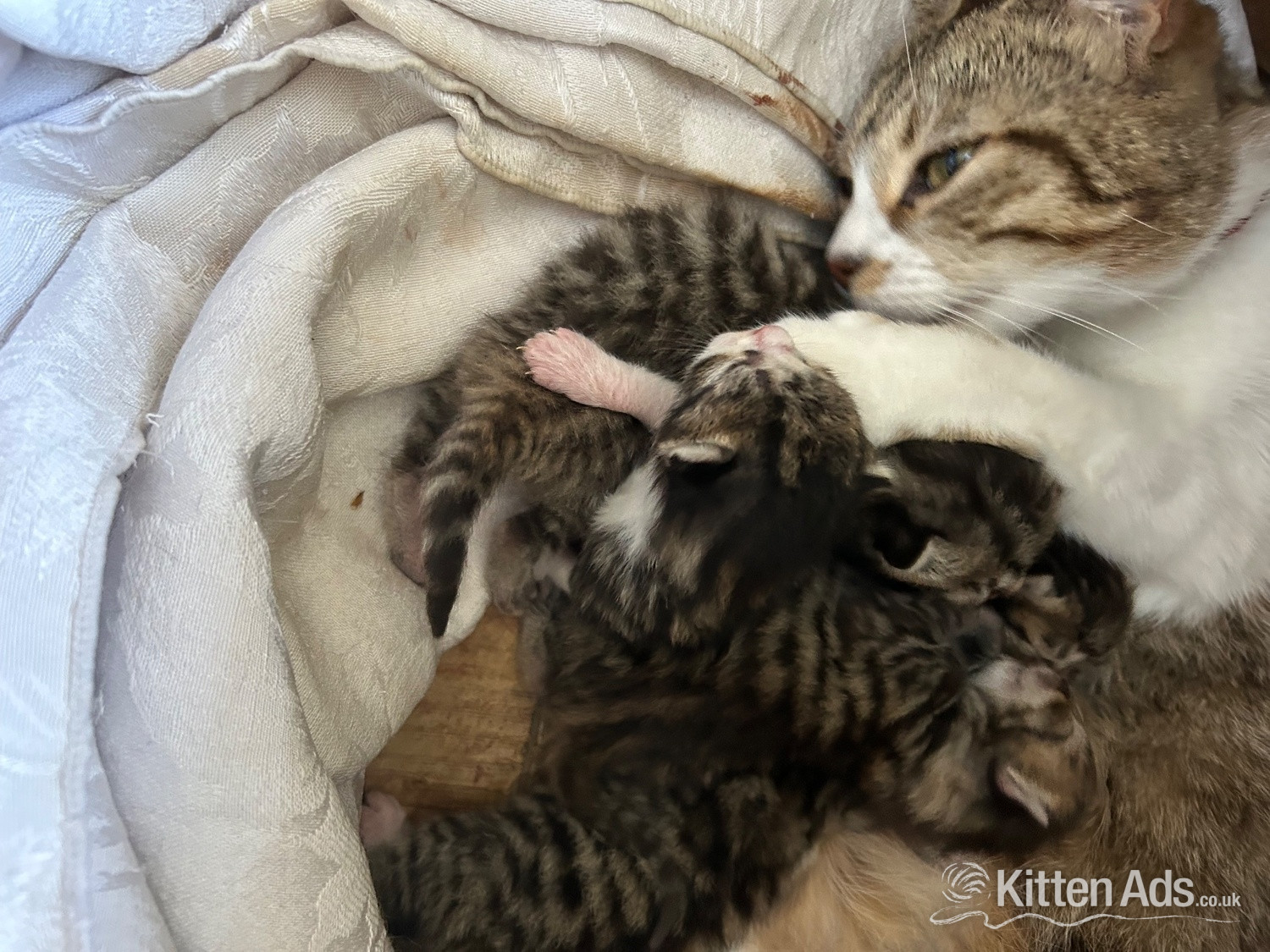 Stunning loving  kittens  - 