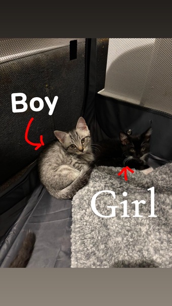 4 Beautiful Kittens For sale