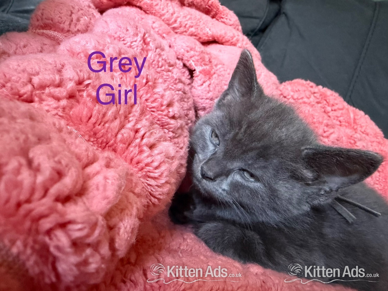 7 Beautiful kittens now ready to go  - 