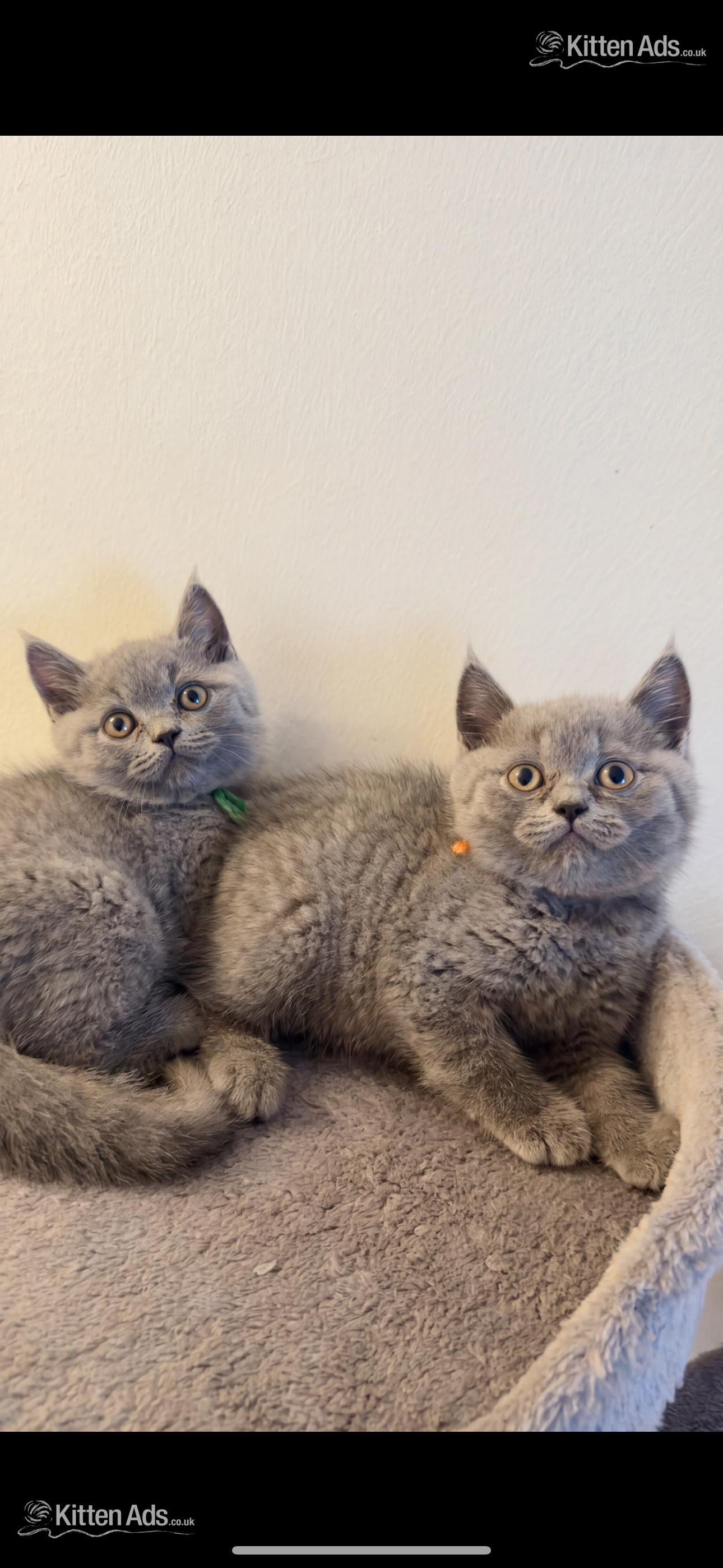 Blue Pedigree British Shorthair Kitten  in {LOCATION}
