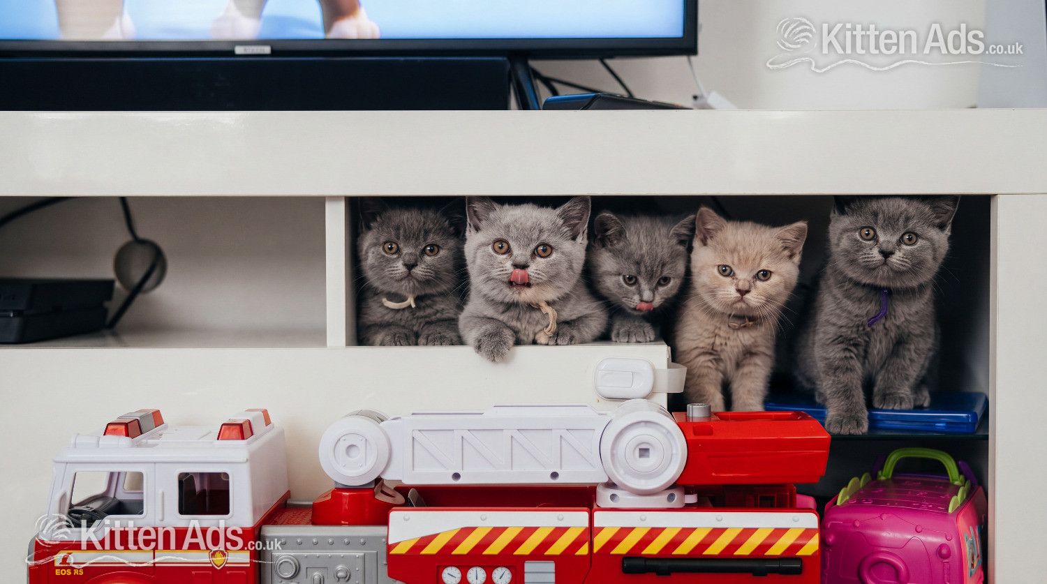Blue Pedigree British Shorthair Kitten  - 