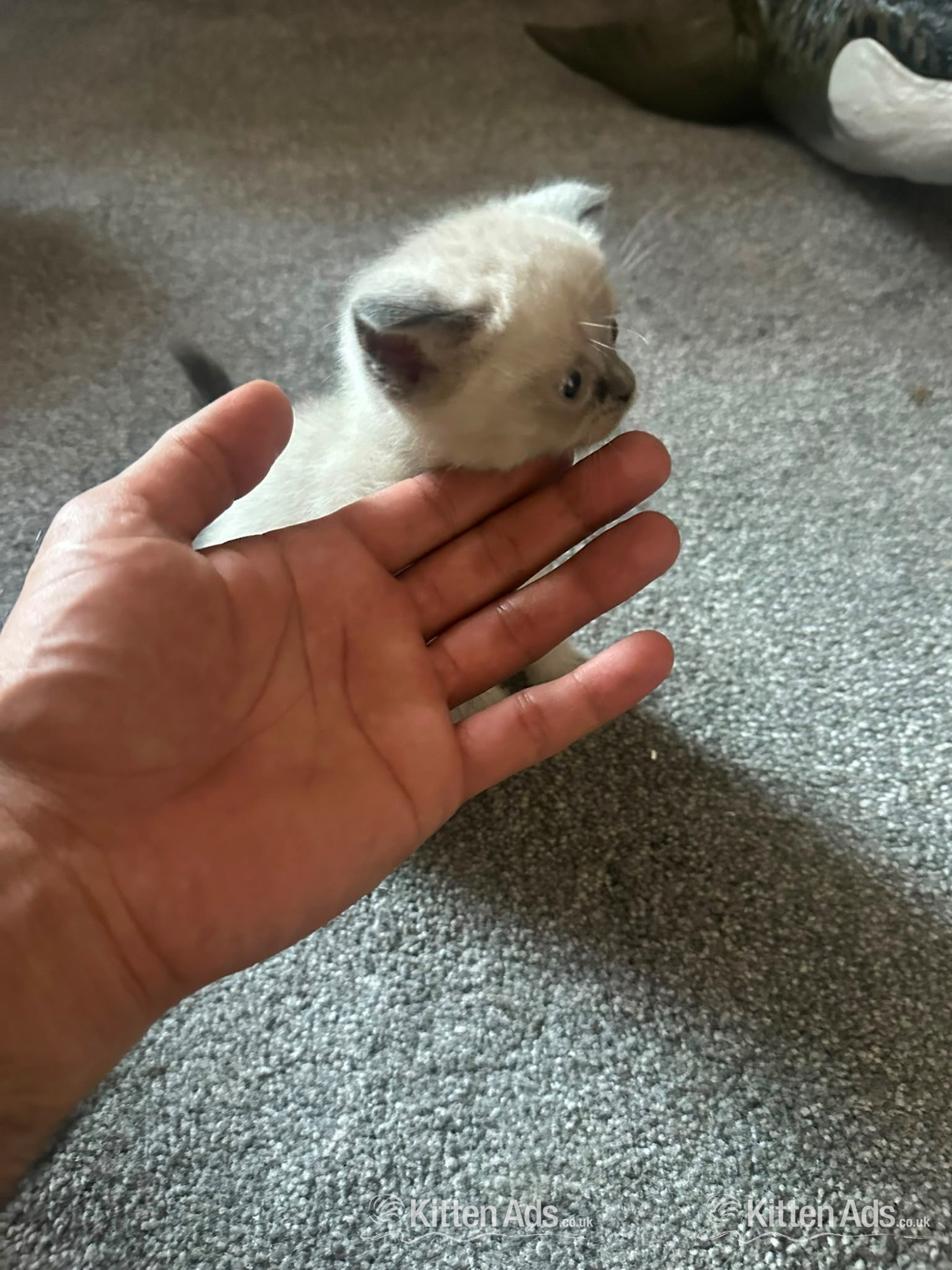British short hair cross Scottish fold Kittens for sale  in {LOCATION}