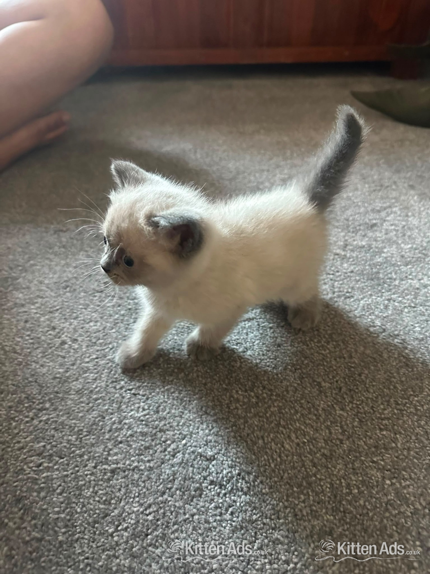  Cats and Kittens
