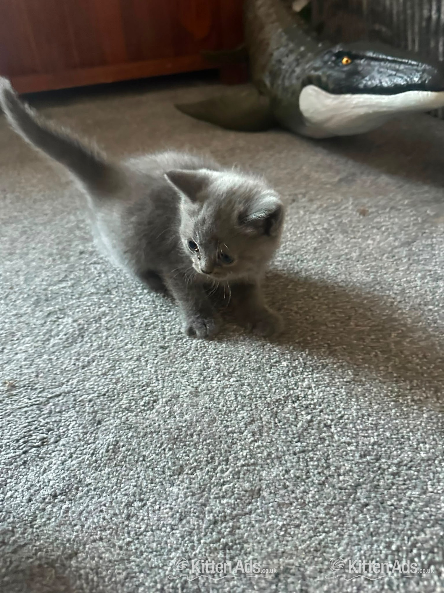 - British short hair cross Scottish fold Kittens for sale 