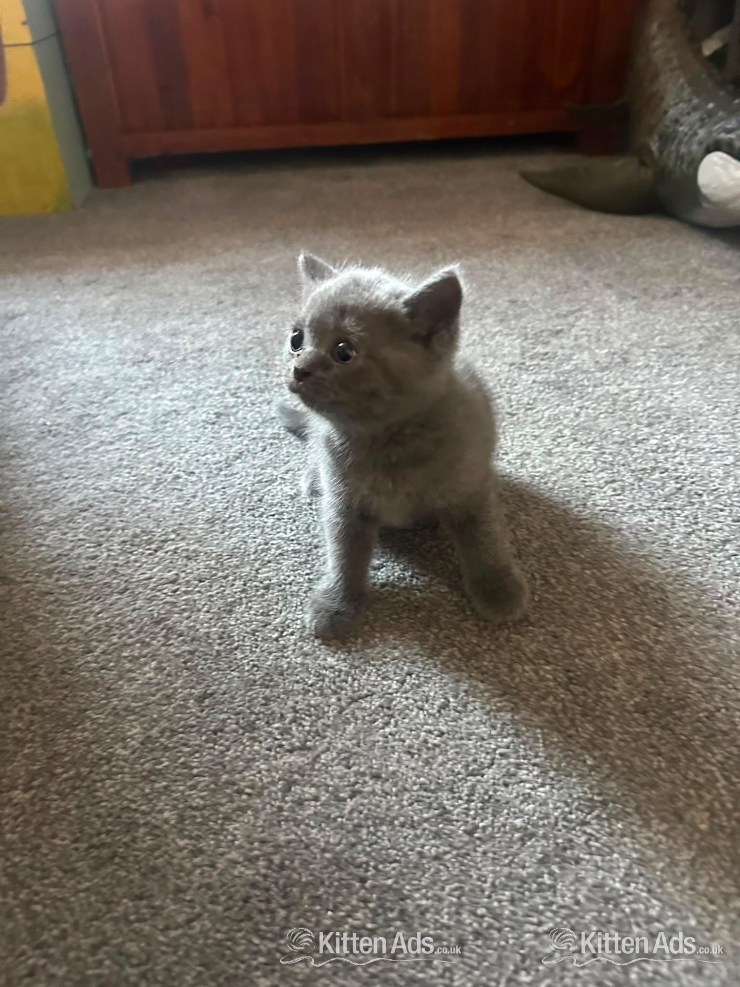 British short hair cross Scottish fold Kittens for sale  - 