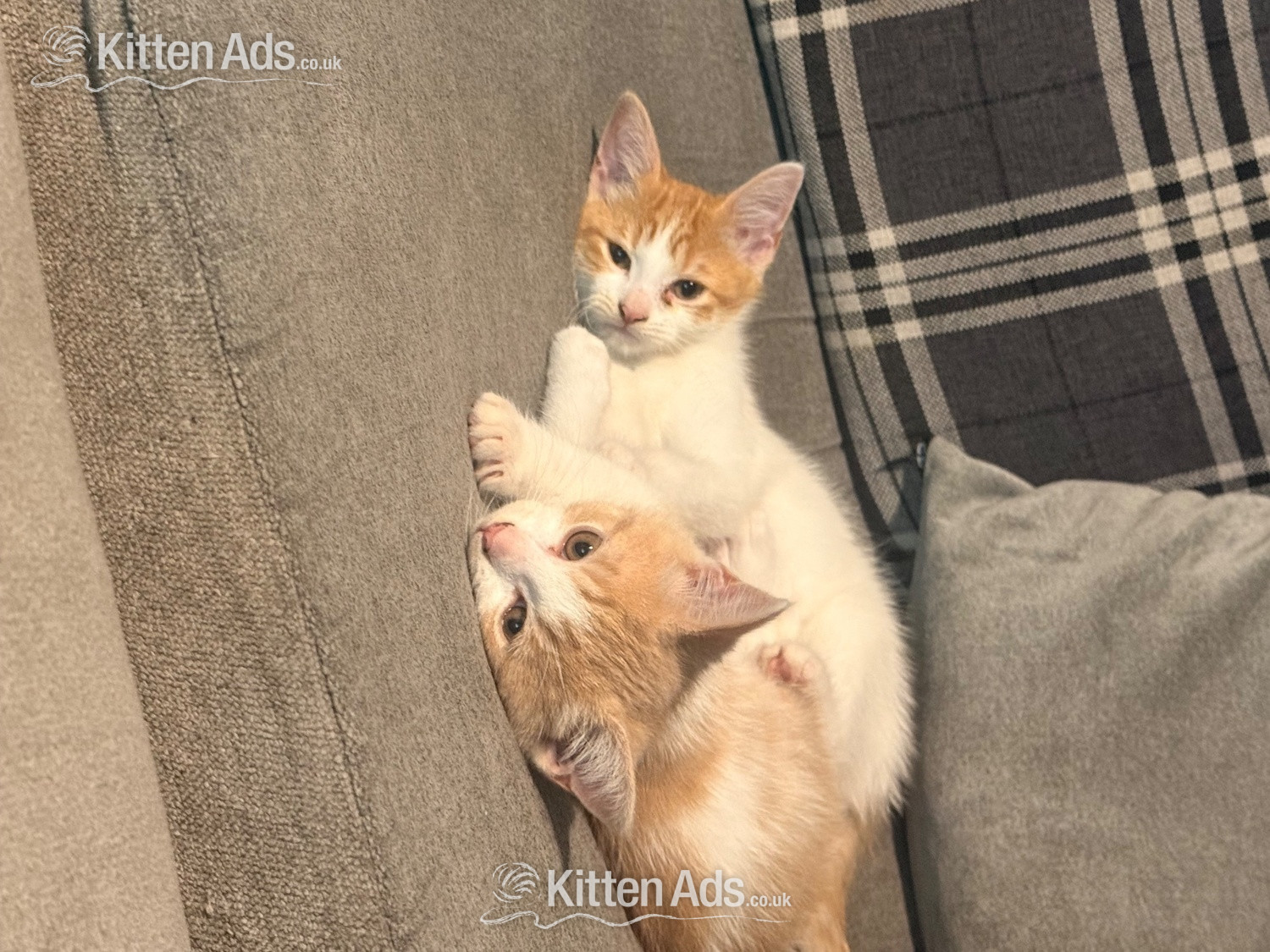 Mixed breed kittens ragdoll x shorthair  in {LOCATION}