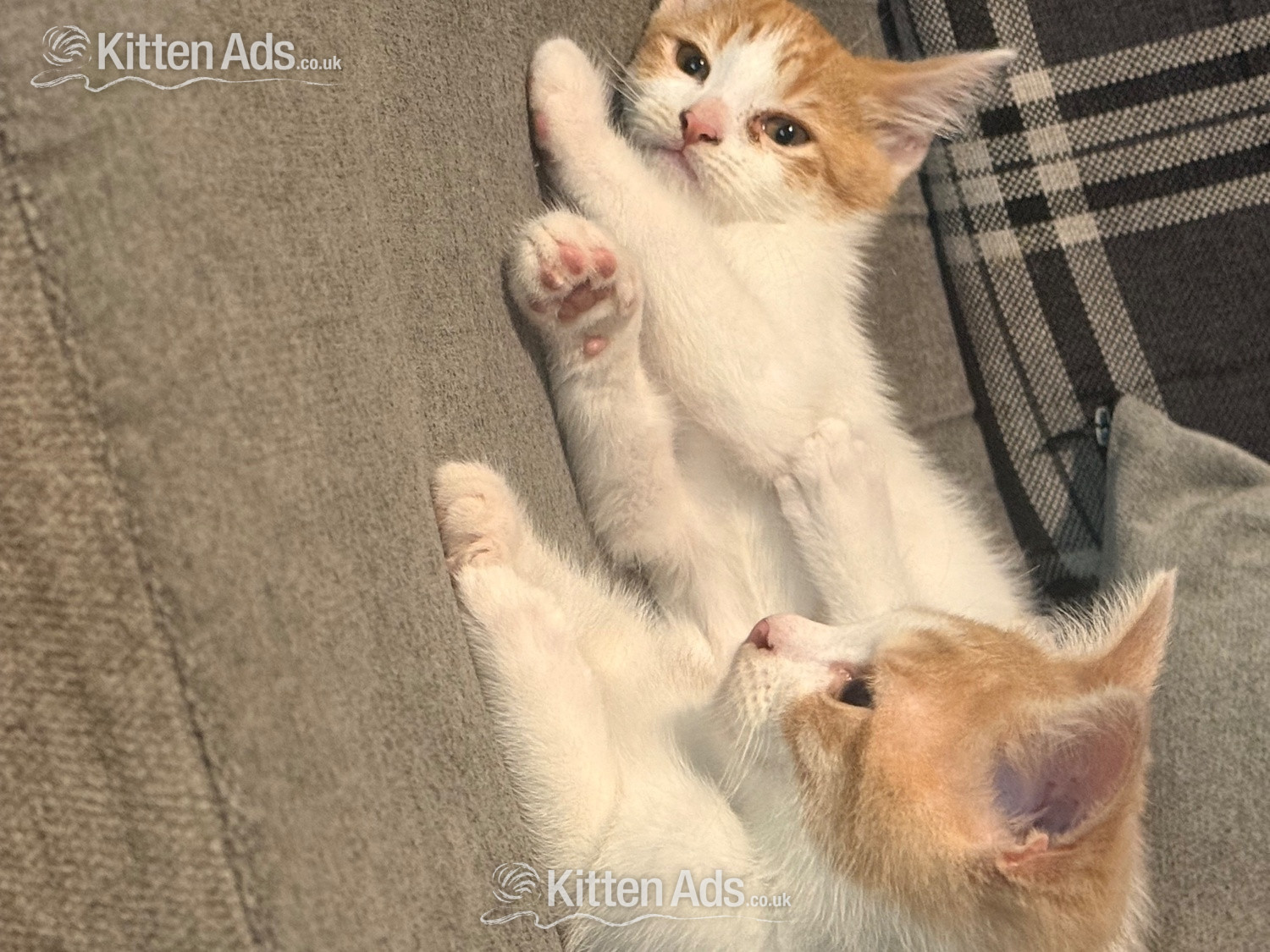  Cats and Kittens
