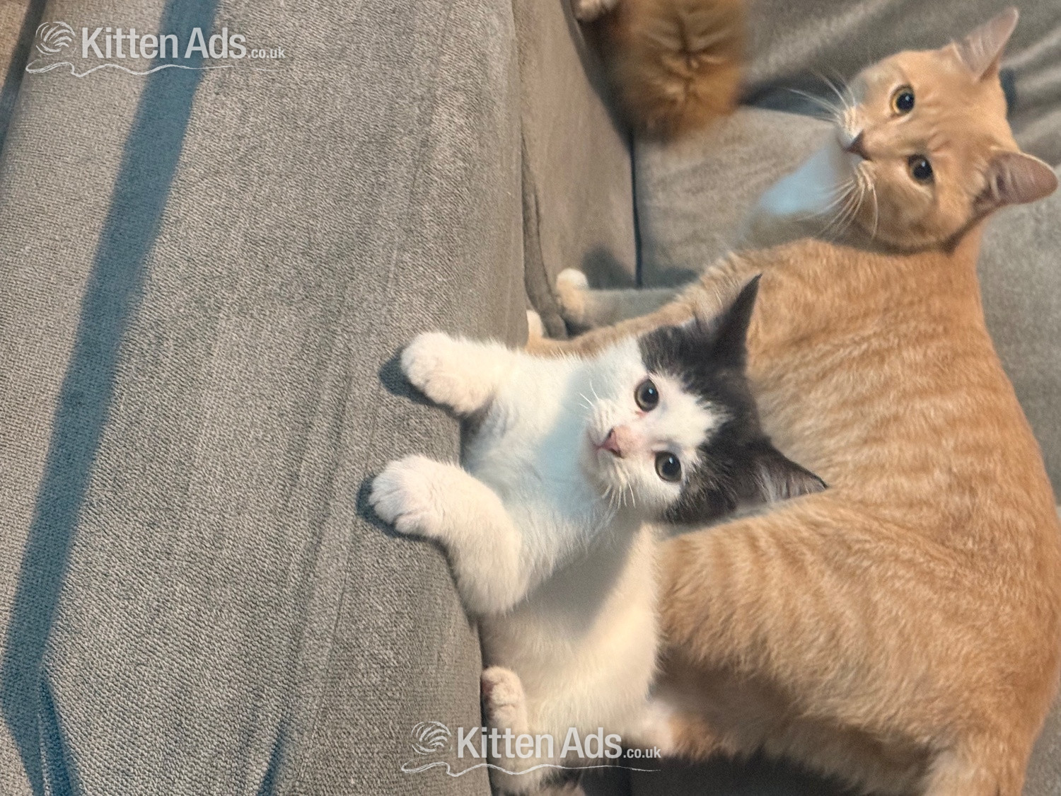 Mixed breed kittens ragdoll x shorthair  - 