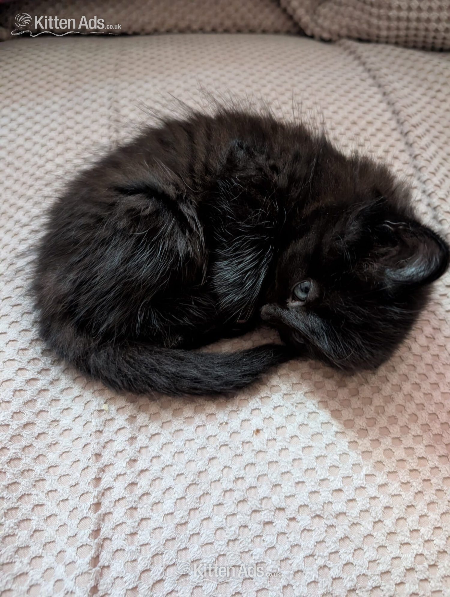 2 beautiful mixed kittens for sale in {LOCATION}