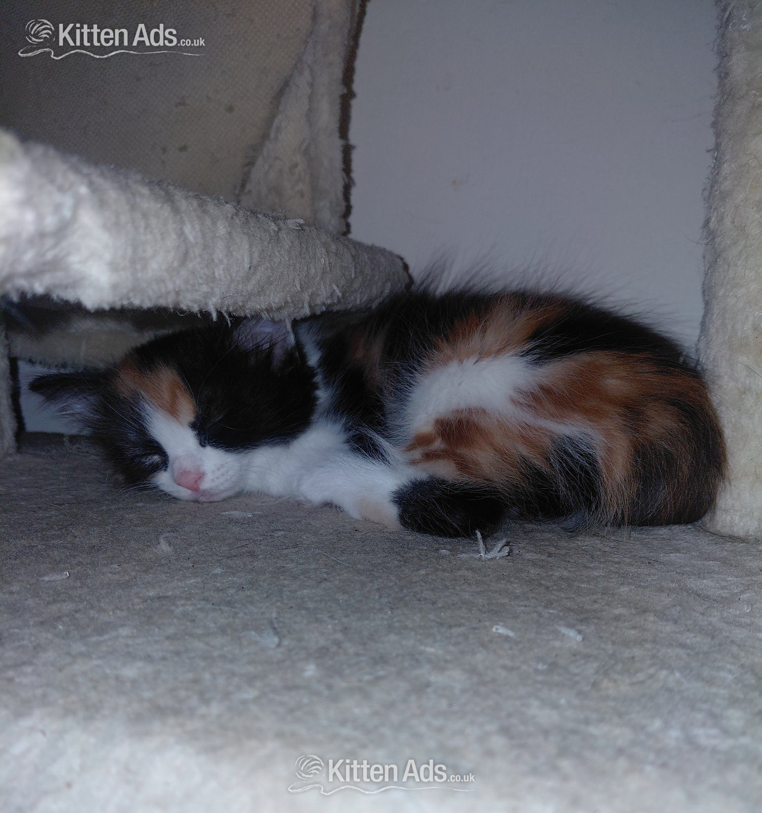  Cats and Kittens