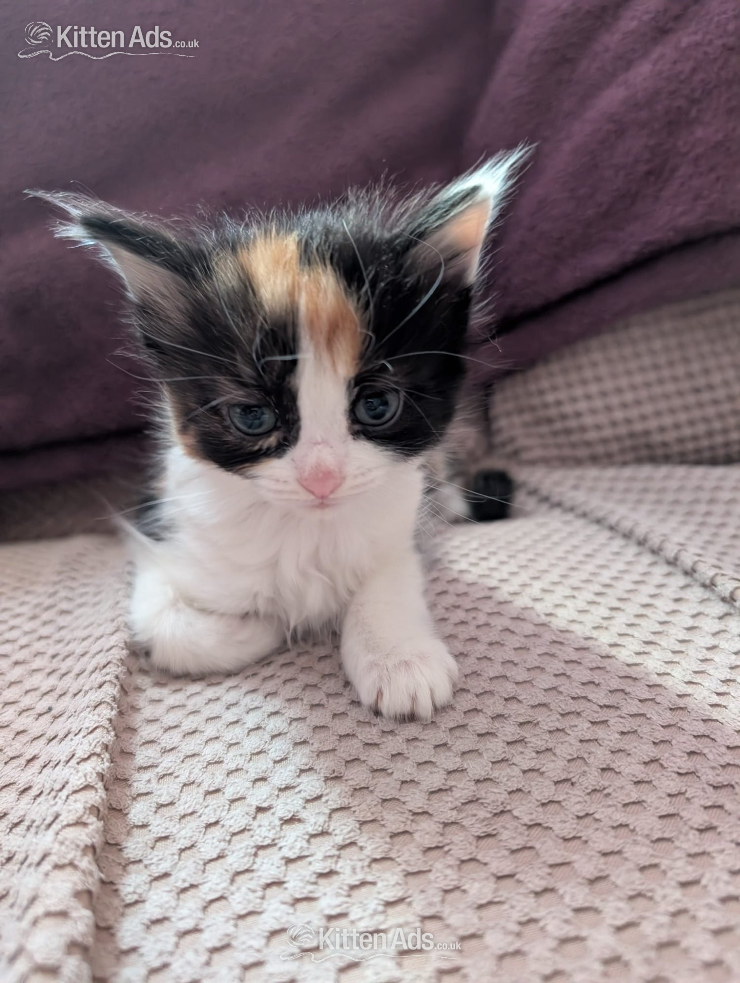  - 2 beautiful mixed kittens for sale