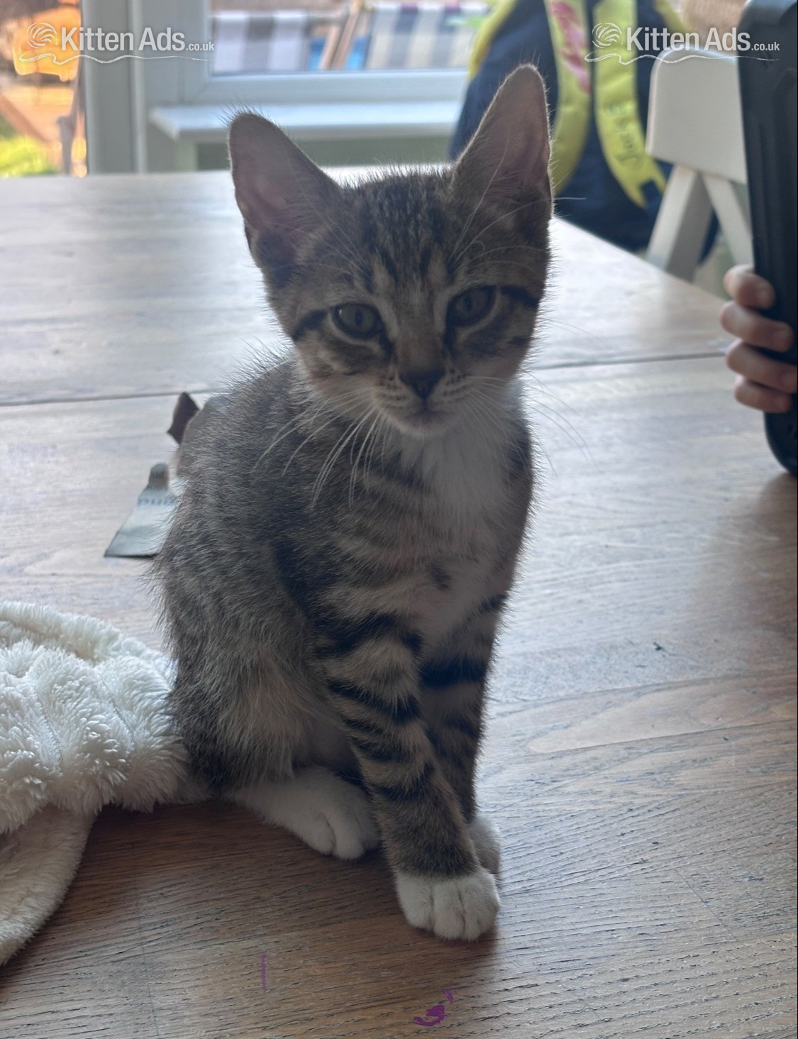  Cats and Kittens
