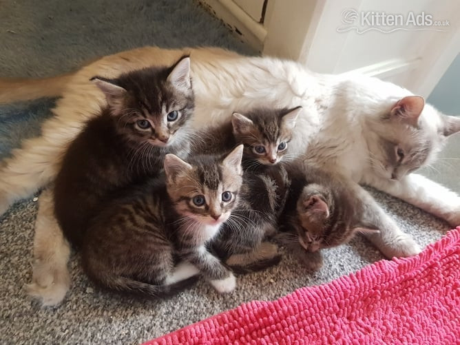 Ragdoll cross maincoon kittens  in {LOCATION}