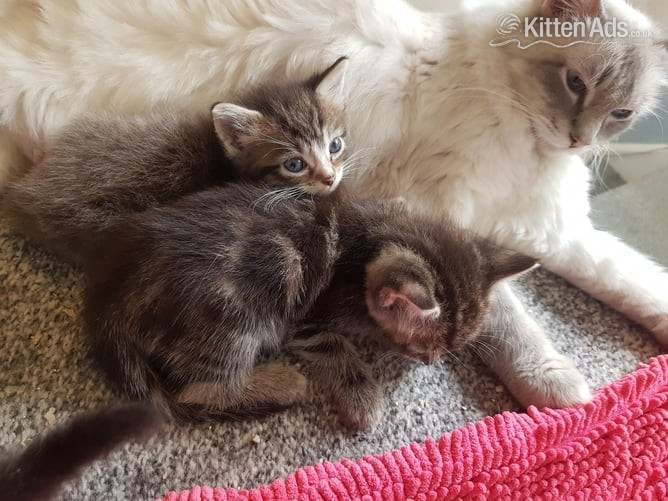 Other Breed Cats and Kittens