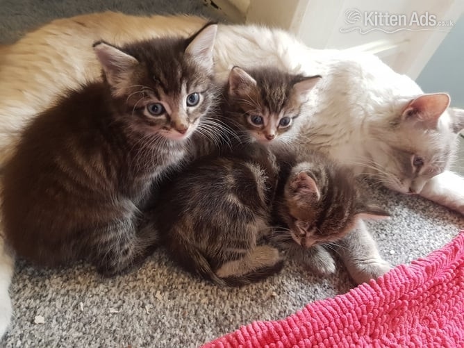 Other Breed - Ragdoll cross maincoon kittens 