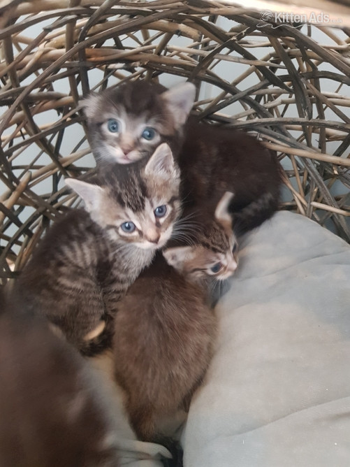 Ragdoll cross maincoon kittens  - Other Breed