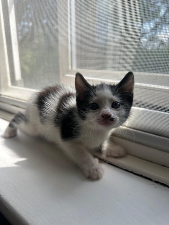 3 kittens for sale, a boy and a girl polydactyl and a girl 