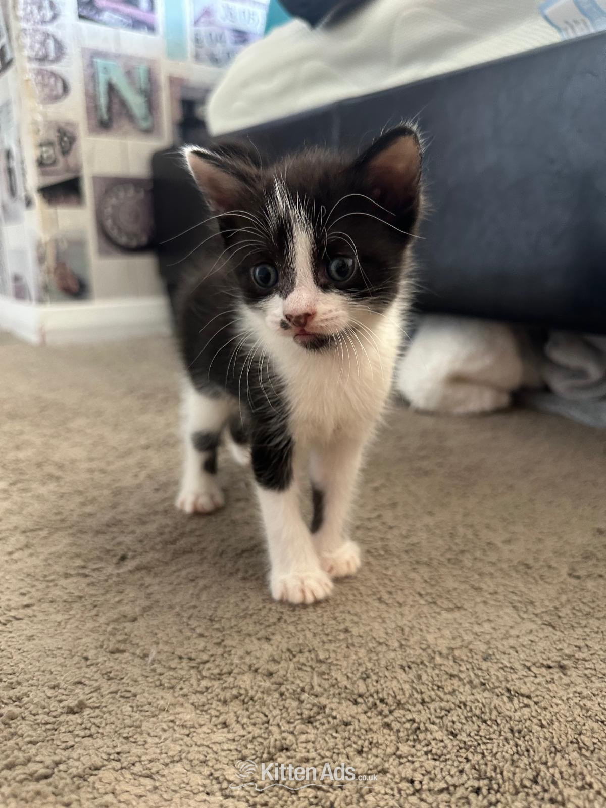 Cats and Kittens