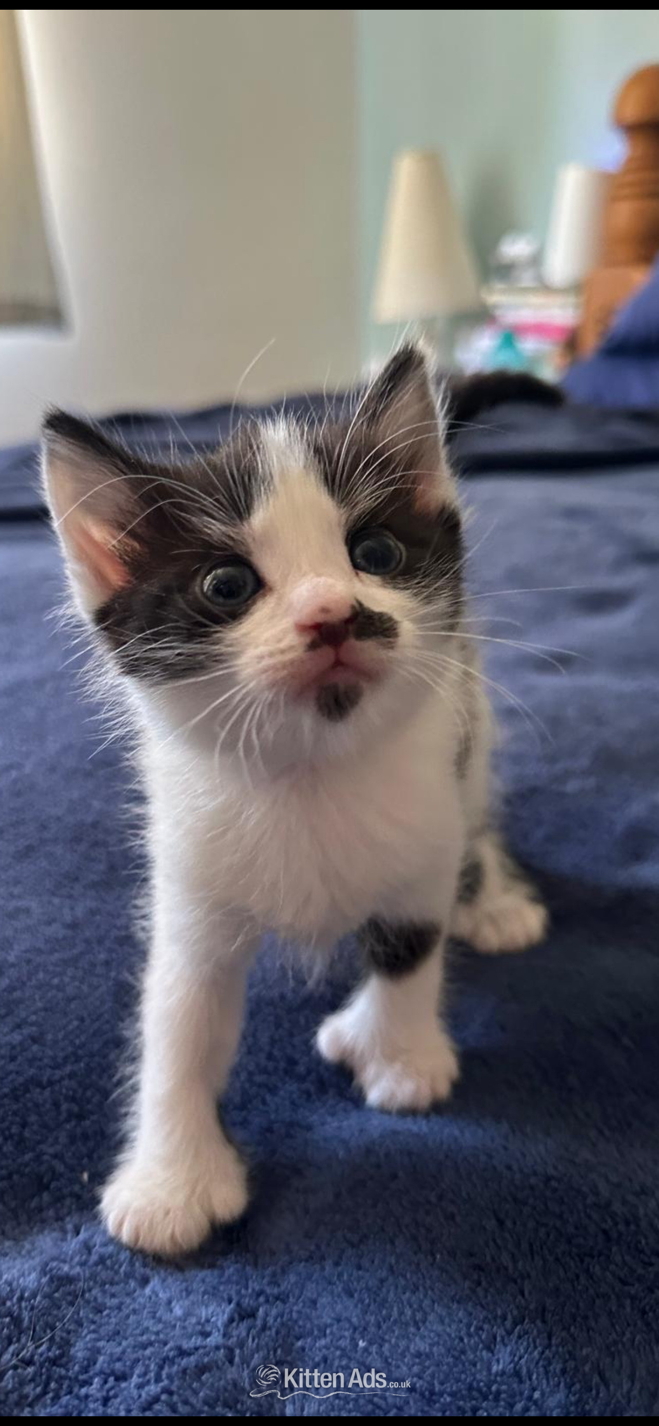 3 kittens for sale, a boy and a girl polydactyl and a girl  - 