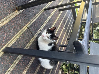 Free to loving home