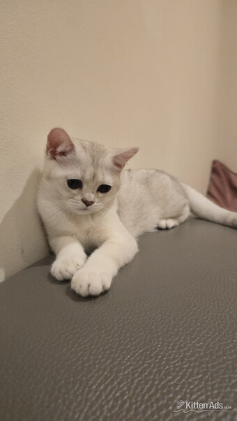 Beautiful BSH White Chinchilla Kitten  ready for new home!