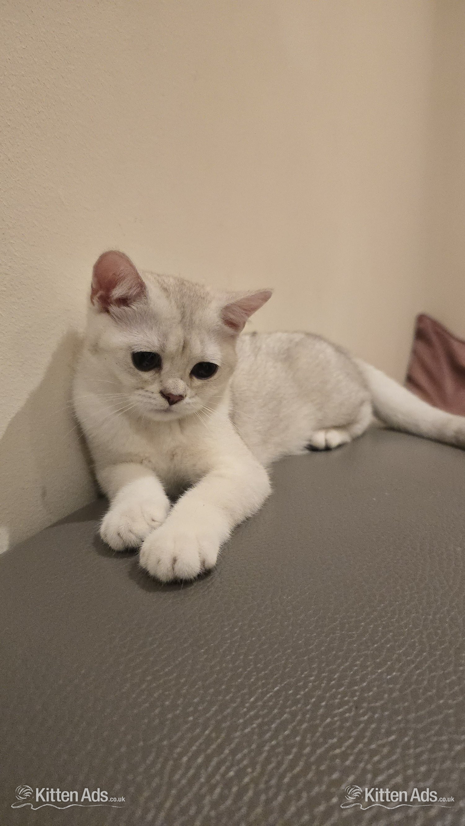 Beautiful BSH White Chinchilla Kitten  ready for new home! in {LOCATION}