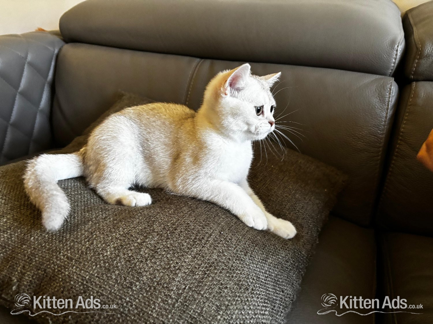 Cats and Kittens