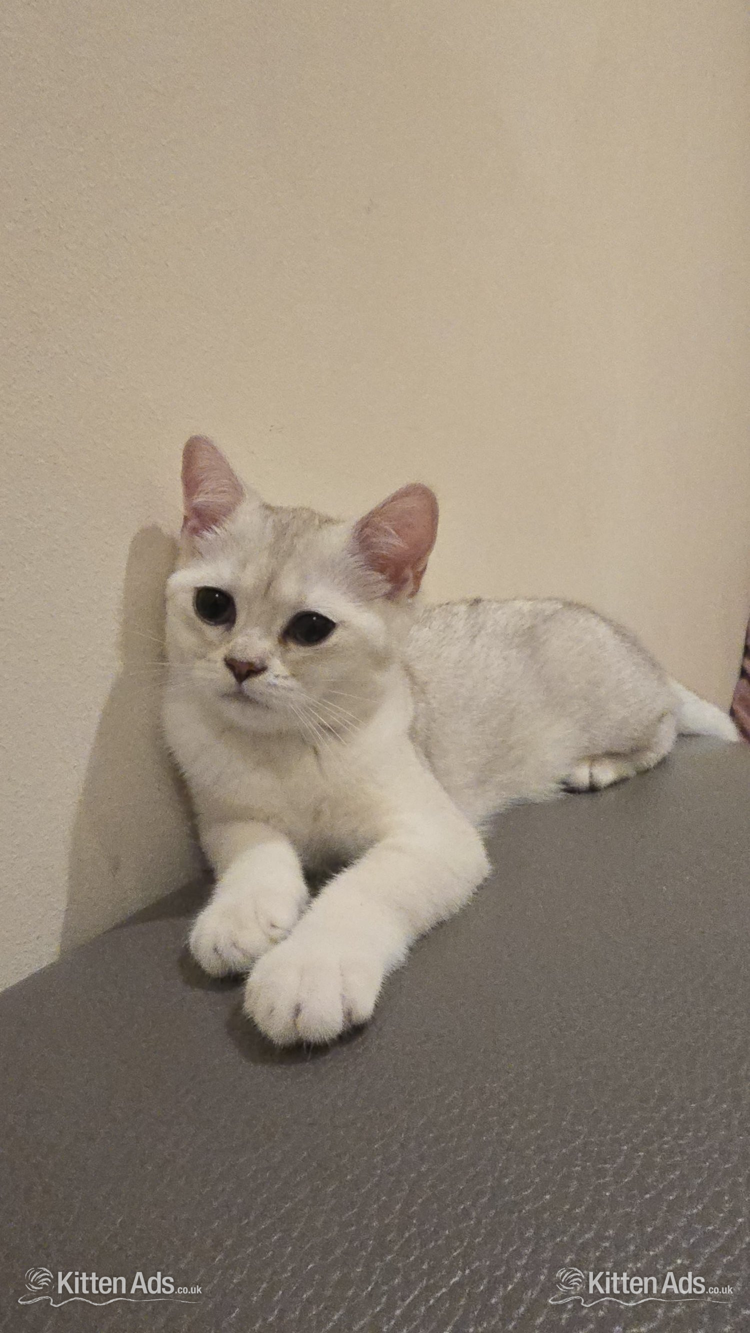  - Beautiful BSH White Chinchilla Kitten  ready for new home!