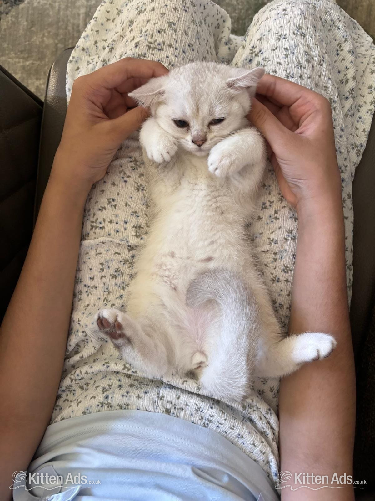 Beautiful BSH White Chinchilla Kitten  ready for new home! - 