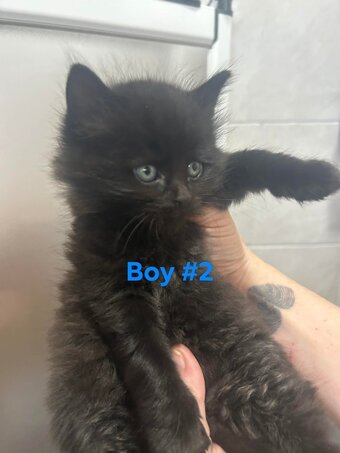 3 male black kittens 