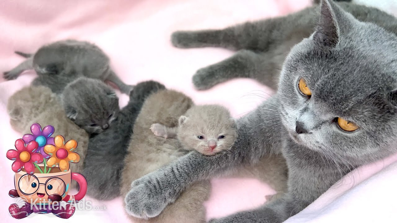   Vet Check Male and Female Scottish fold Kittens in {LOCATION}