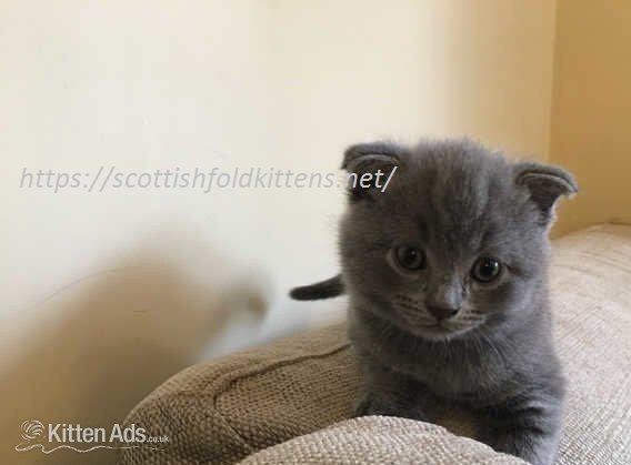 Scottish Fold