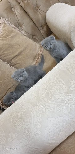 Scottish Fold Cats and Kittens