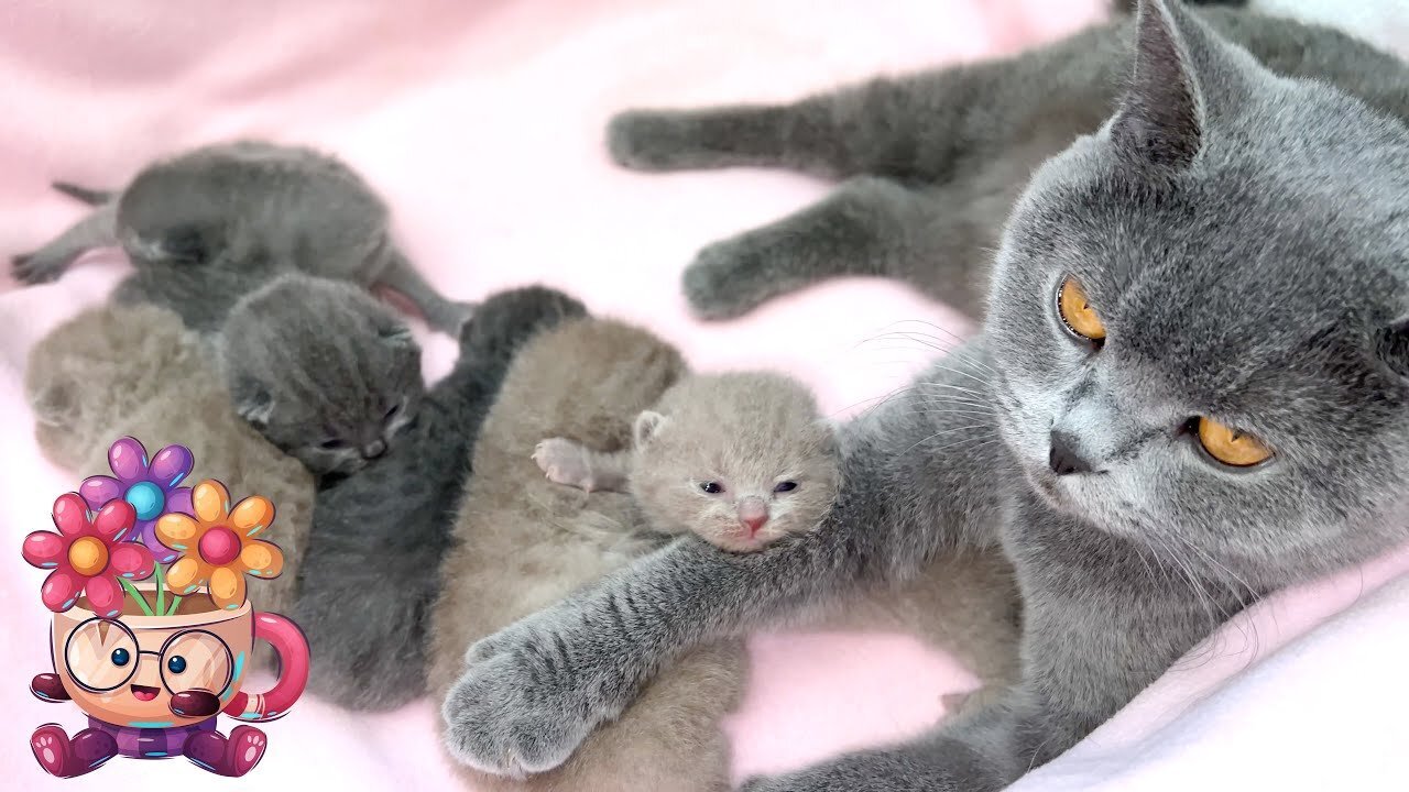  Vet Check Male and Female Scottish fold Kittens in {LOCATION}