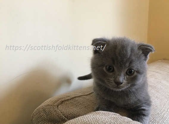 Scottish Fold