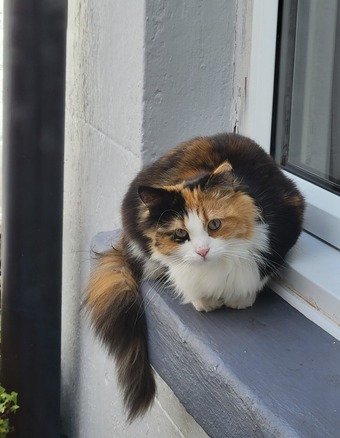 Beautiful female cat