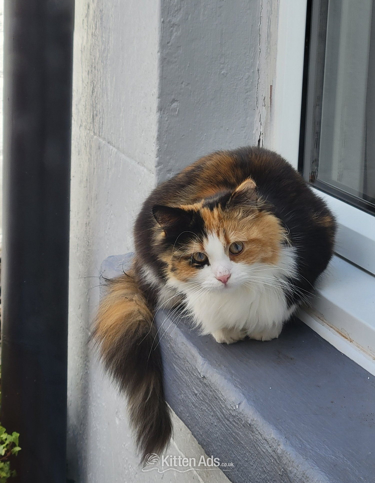 Beautiful female cat in {LOCATION}