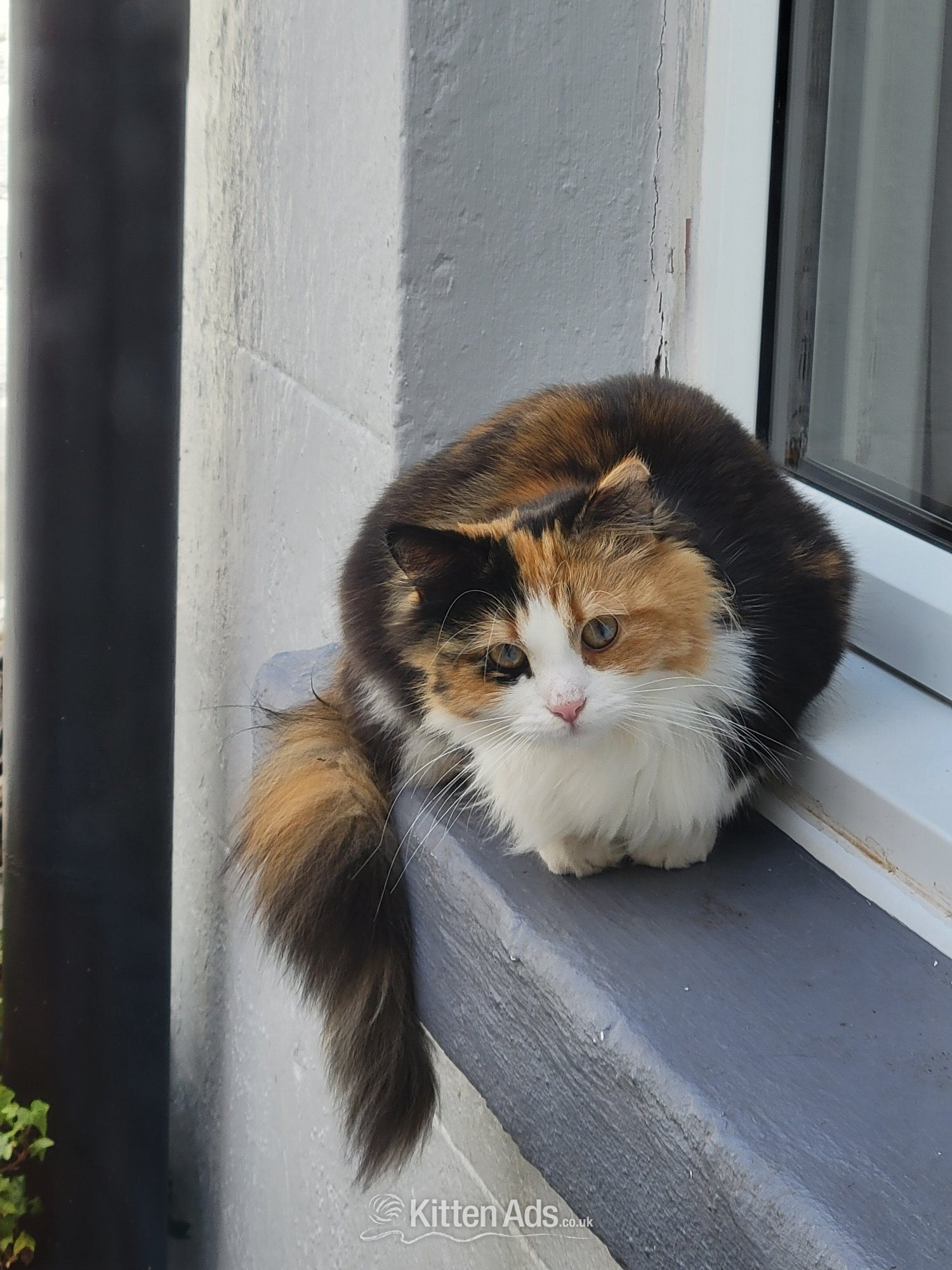  Cats and Kittens