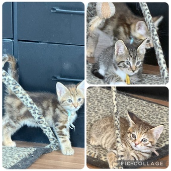 Norwegian forest crosses 