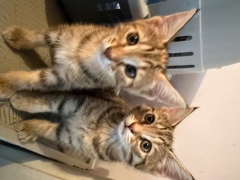 Norwegian forest crosses 