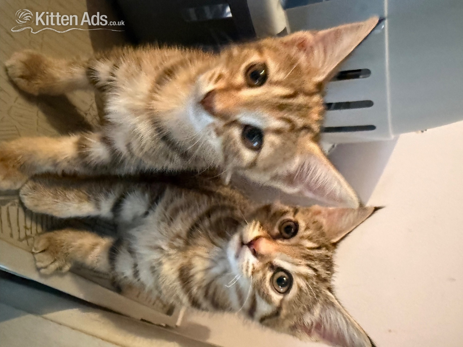 Norwegian forest crosses  in {LOCATION}