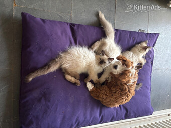 Purebred Ragdoll Boys! Ready Now! 