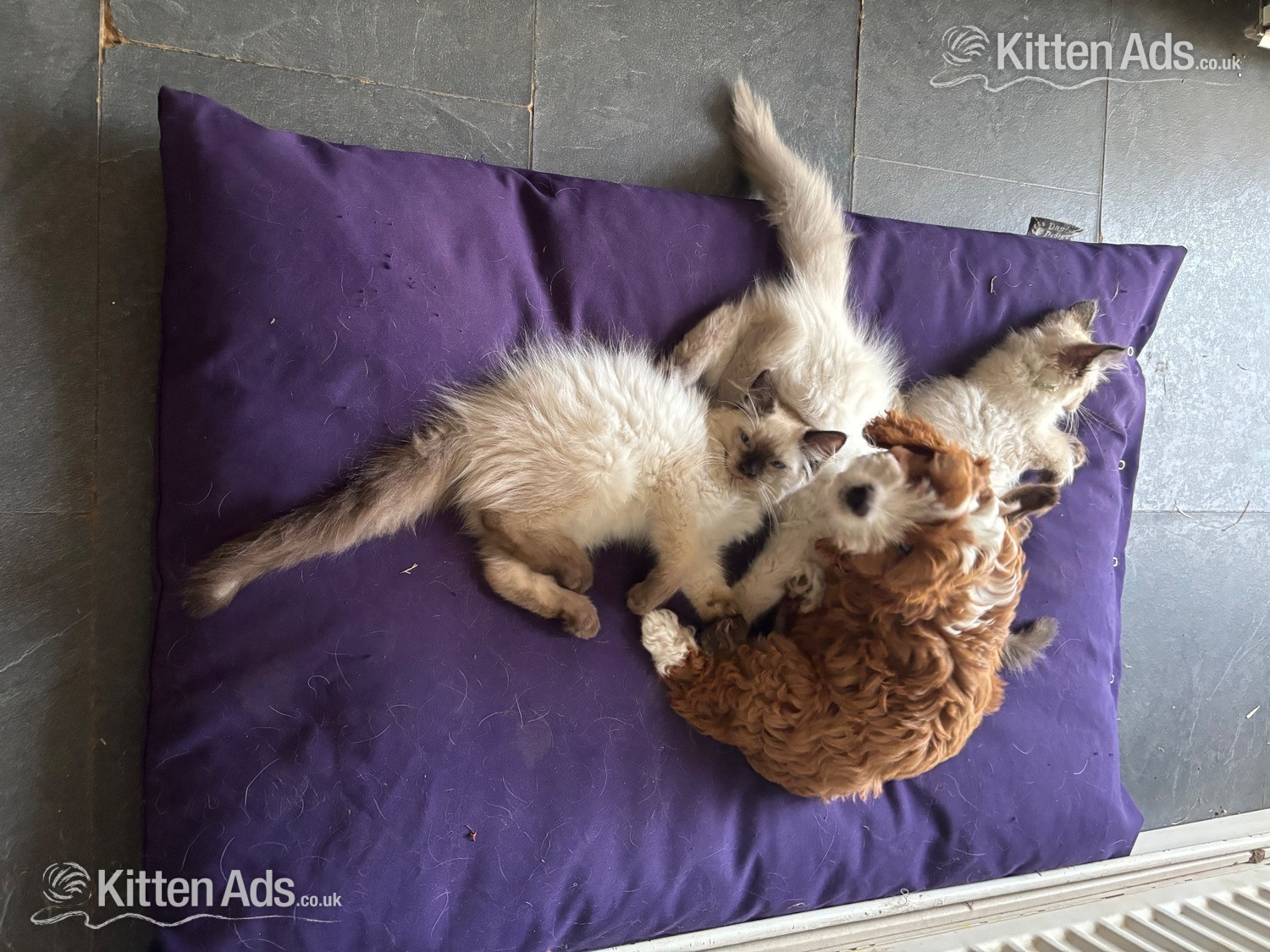 Purebred Ragdoll Boys! Ready Now!  in {LOCATION}
